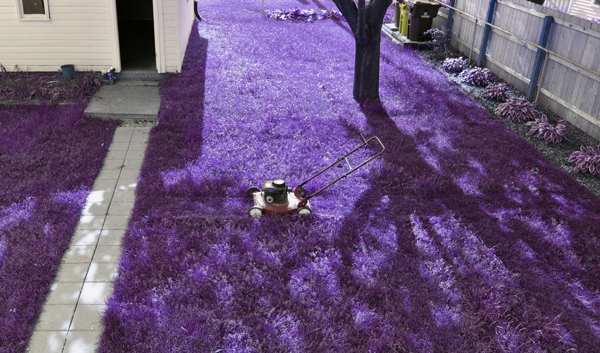 Purple Grass